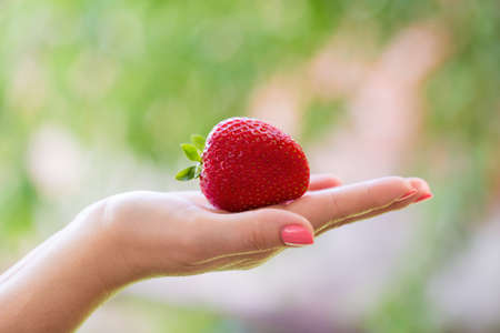 large Ripe red strawberries in handsの写真素材