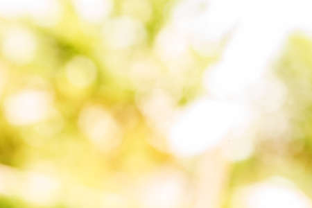 green leaves bokeh background outside dayの写真素材