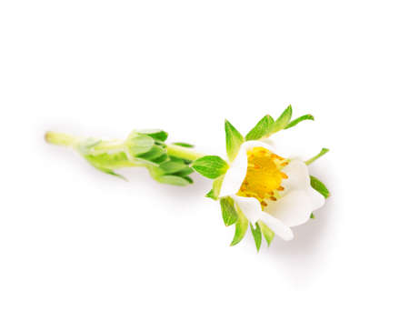 strawberry flower Isolated on white backgroundの写真素材