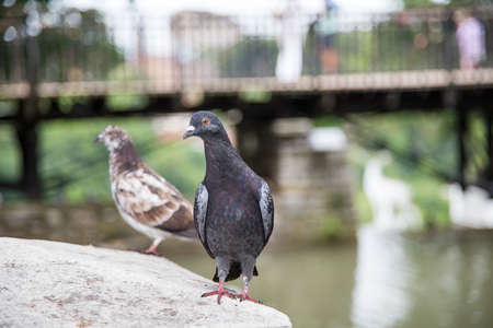 dove bird day outside backgroundの写真素材