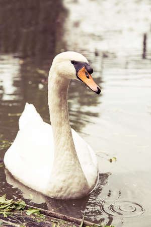 white swan floating in the waterの写真素材