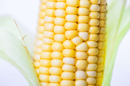 corn Isolated on white backgroundの写真素材