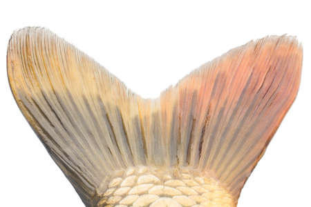 carp fish Isolated on white backgroundの写真素材