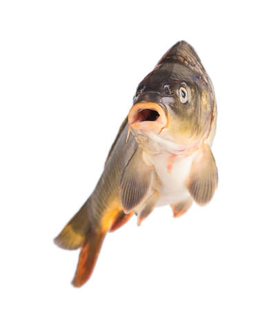 carp fish Isolated on white backgroundの写真素材