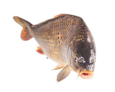 carp fish Isolated on white backgroundの写真素材