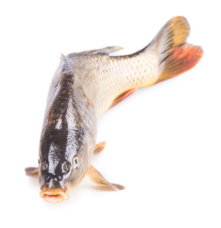 carp fish Isolated on white backgroundの写真素材