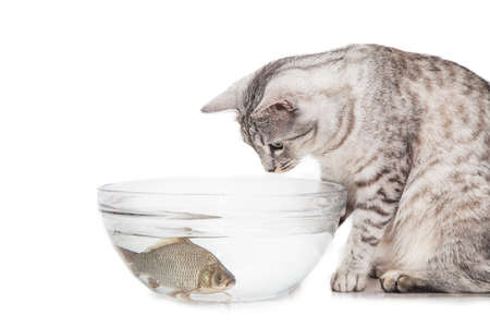 cat fish aquarium Isolated on white backgroundの写真素材