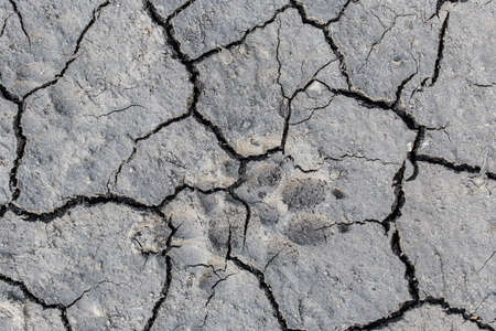dry soil cracks paw dogの写真素材