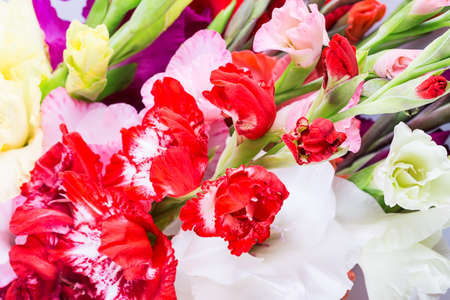 Gladiolus flower backgroundの写真素材