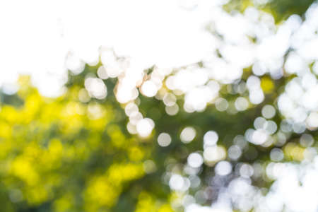 background bokeh trees plants blurryの写真素材