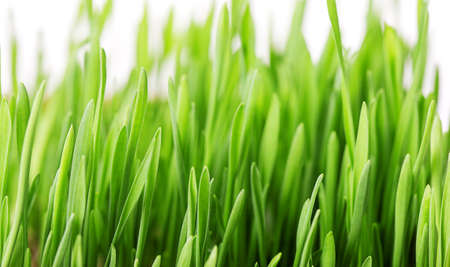 grass background