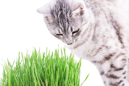 green grass cat Isolated on white background