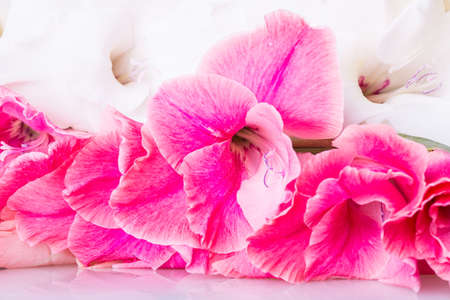 Gladiolus flower backgroundの写真素材