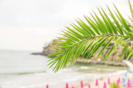 green palm frond blue Seaの写真素材