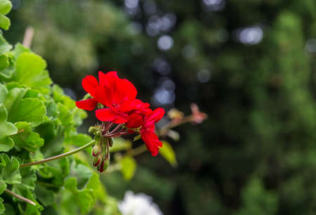 geranium flower blooming red budsの写真素材