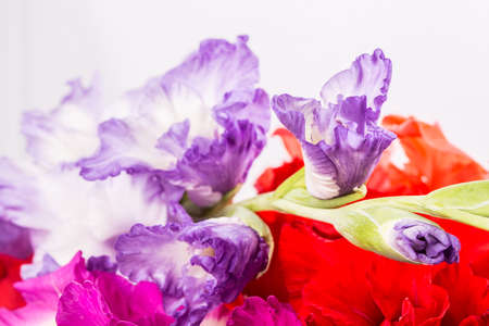 Gladiolus flower backgroundの写真素材
