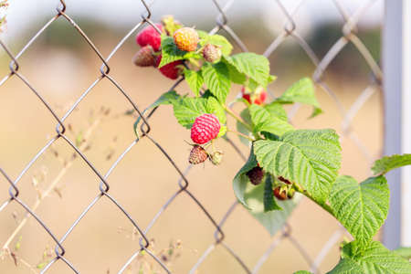 raspberries berry outside day background