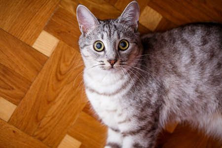 gray tabby cat on the wooden floorの写真素材