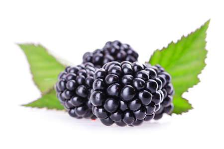 blackberry with leaf Isolated on white background