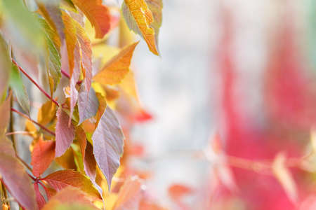 Wild grape wall background blur plantの写真素材