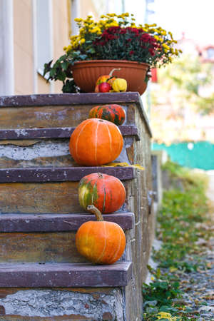 chrysanthemum flowers pot pumpkin stone stairsの写真素材