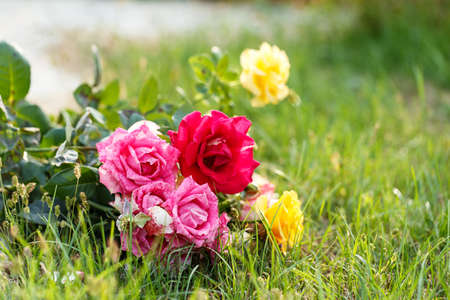 red rose outside against the backdrop of greeneryの写真素材