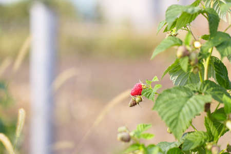raspberries berry outside day background