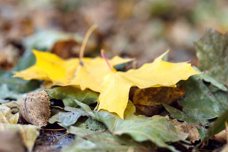 Fallen autumn leaves yellow greenの写真素材