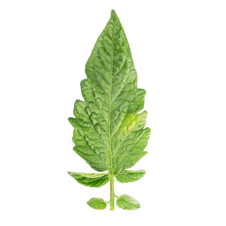 tomato leaf Isolated on white background