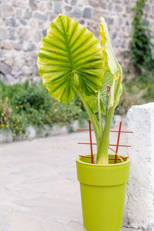 flowerpot pot Street day outsideの写真素材