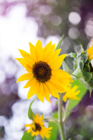 sunflower closeup plantの写真素材