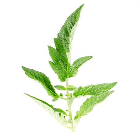 tomato leaf Isolated on white backgroundの写真素材