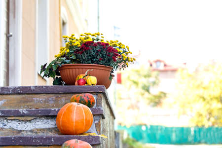 chrysanthemum flowers pot pumpkin stone stairsの写真素材