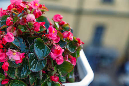 begonia flowers balcony of a houseの写真素材
