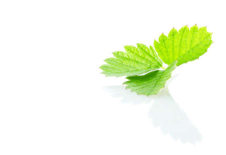 strawberry green leaf Isolated on white background