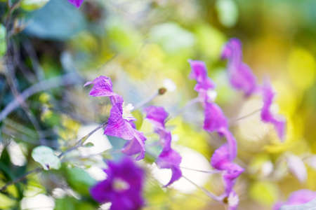 klimatis flowers outside day green leavesの写真素材
