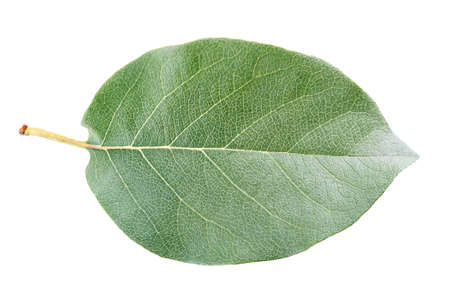 apple leaf Isolated on white background