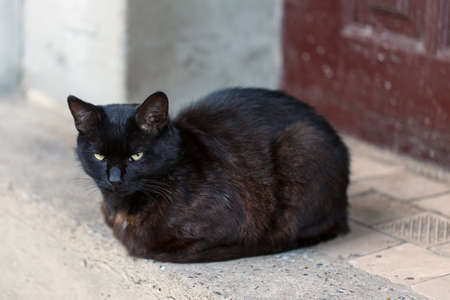 black cat sitting outside dayの写真素材