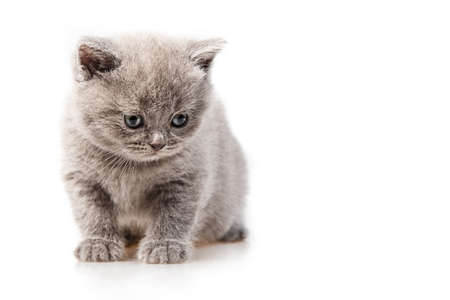 British lop-eared kitten Isolated on white backgroundの写真素材