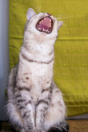 funny gray cat yawns striped tabby