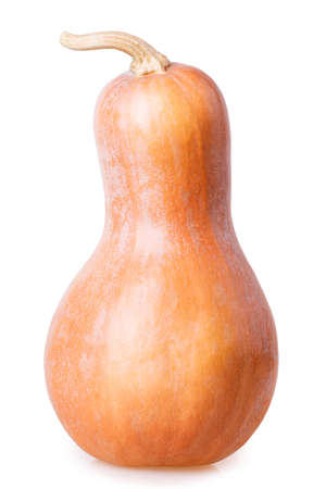 pumpkin Isolated on white backgroundの写真素材