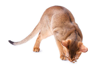 Abyssinian cat Isolated on white backgroundの写真素材