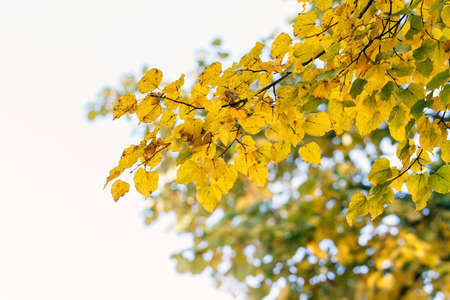 tree dry leaves nature landscape natureの写真素材