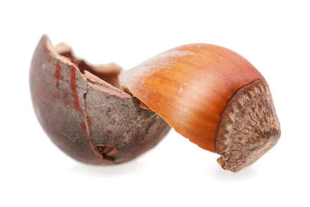 hazelnut Isolated on white backgroundの写真素材