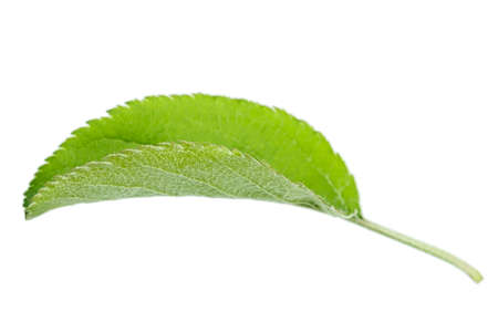 apple leaf Isolated on white backgroundの写真素材