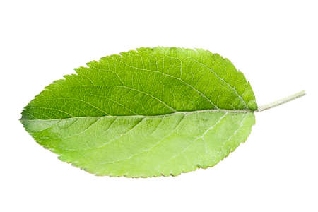 apple leaf Isolated on white backgroundの写真素材
