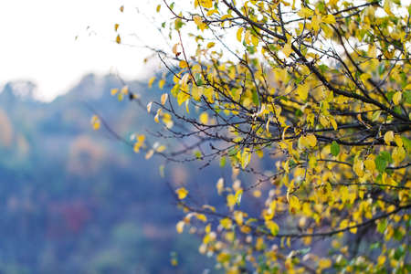 tree dry leaves nature landscape natureの写真素材