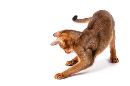 Abyssinian cat Isolated on white backgroundの写真素材