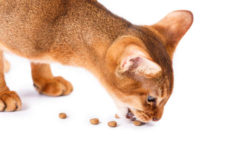 Abyssinian cat food Isolated on white backgroundの写真素材