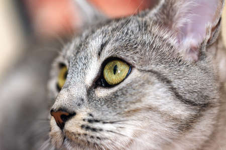 portrait of a gray cat tabbyの写真素材